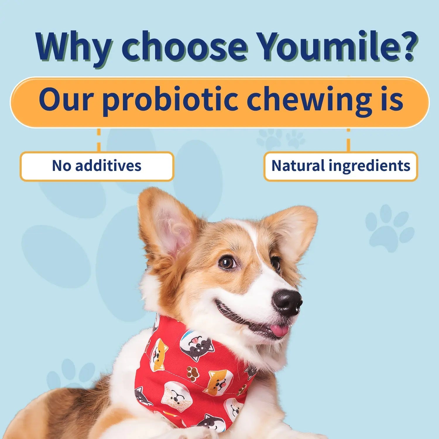 Dog Probiotic Chews – Digestive Health Support