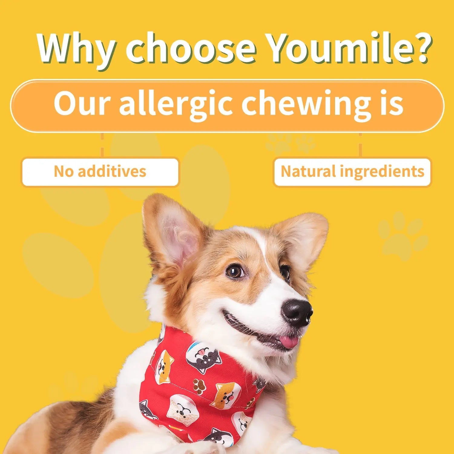 Dog Allergy Chews – Natural Immune Support